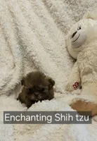AKC  macchiato , a male Shih Tzu for sale in Dexter, KY – 4 of 4