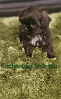 AKC CHOCOLATE LIVER , a male Shih Tzu for sale in Dexter, KY – 7 of 9