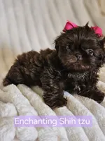 Akc chocolate girl , a female Shih Tzu for sale in Dexter, KY – 5 of 10