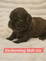 Akc chocolate , a male Shih Tzu for sale in Dexter, KY – 7 of 10