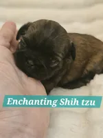 AKC BABY BOY, a male Shih Tzu for sale in Dexter, KY – 2 of 10