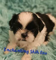 Akc bob, a male Shih Tzu for sale in Dexter, KY – 4 of 4