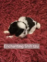 Akc Beau,  none fading black and white , a male Shih Tzu for sale in Dexter, KY – 3 of 7