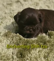 Akc chocolate Pooky , a male Shih Tzu for sale in Dexter, KY – 6 of 10