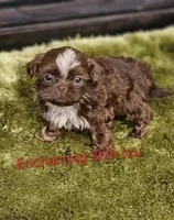 Akc Chocolate S'mores, a male Shih Tzu for sale in Dexter, KY – 2 of 6