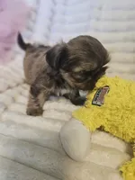AKC Dobie markings , a male Shih Tzu for sale in Dexter, KY – 8 of 9