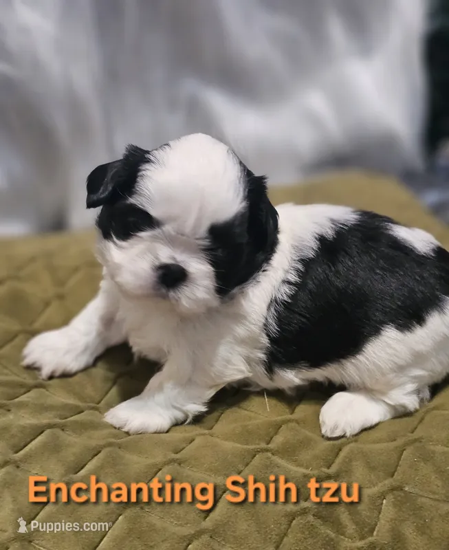Akc Buddy  – Shih Tzu puppy for sale in Dexter, KY