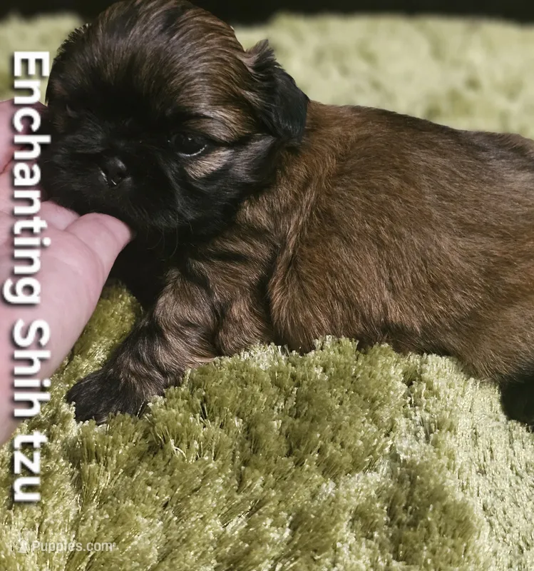 AKC BABY BOY – Shih Tzu puppy for sale in Dexter, KY