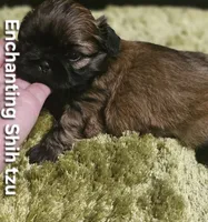 AKC Wookie , a male Shih Tzu for sale in Dexter, KY – 1 of 10