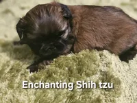 AKC Wookie , a male Shih Tzu for sale in Dexter, KY – 7 of 10