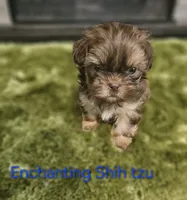 AKC liver Dobie, a male Shih Tzu for sale in Dexter, KY – 7 of 10
