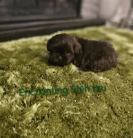 AKC CHOCOLATE LIVER , a male Shih Tzu for sale in Dexter, KY – 9 of 9
