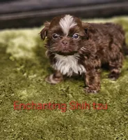 Akc Chocolate S'mores, a male Shih Tzu for sale in Dexter, KY – 5 of 6