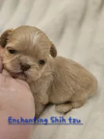 AKC BABY , a male Shih Tzu for sale in Dexter, KY – 3 of 5