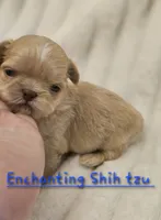 AKC BABY , a male Shih Tzu for sale in Dexter, KY – 4 of 5
