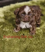 Akc Chocolate S'mores, a male Shih Tzu for sale in Dexter, KY – 6 of 6