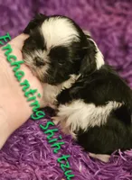 AKC Domino , a male Shih Tzu for sale in Dexter, KY – 5 of 5