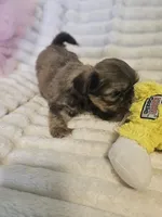 AKC Dobie markings , a male Shih Tzu for sale in Dexter, KY – 6 of 9