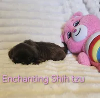 AKC CHOCOLATE girl , a female Shih Tzu for sale in Dexter, KY – 7 of 9