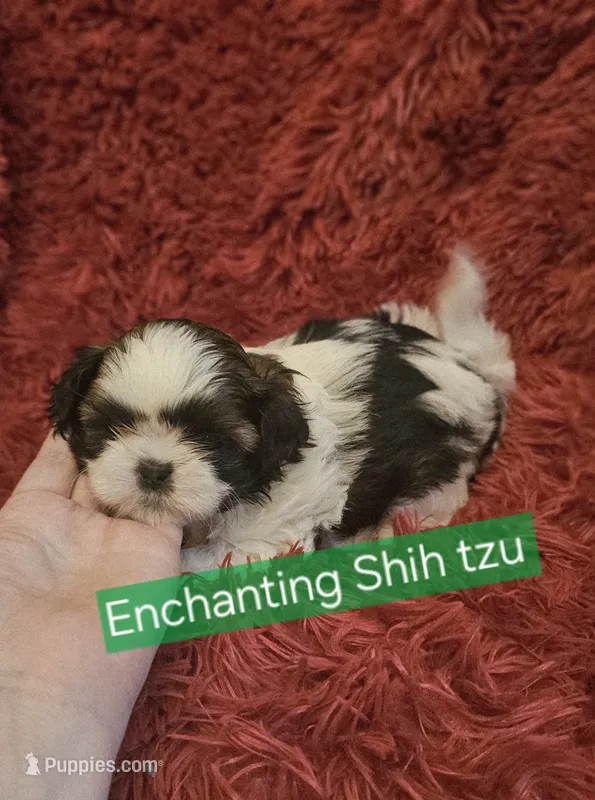 Akc Murphy  – Shih Tzu puppy for sale in Dexter, KY