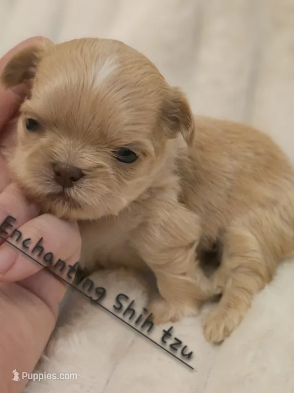 AKC BABY  – Shih Tzu puppy for sale in Dexter, KY