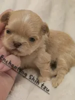 AKC BABY , a male Shih Tzu for sale in Dexter, KY – 1 of 5