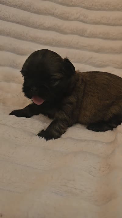 AKC BABY BOY, a male Shih Tzu for sale in Dexter, KY – 10 of 10