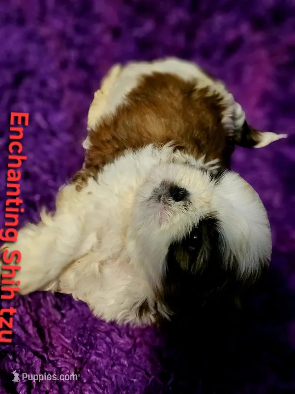 Akc, Rocky – Shih Tzu puppy for sale in Dexter, KY