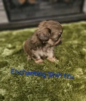AKC liver Dobie, a male Shih Tzu for sale in Dexter, KY – 4 of 10