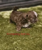 Akc Chocolate S'mores, a male Shih Tzu for sale in Dexter, KY – 4 of 6