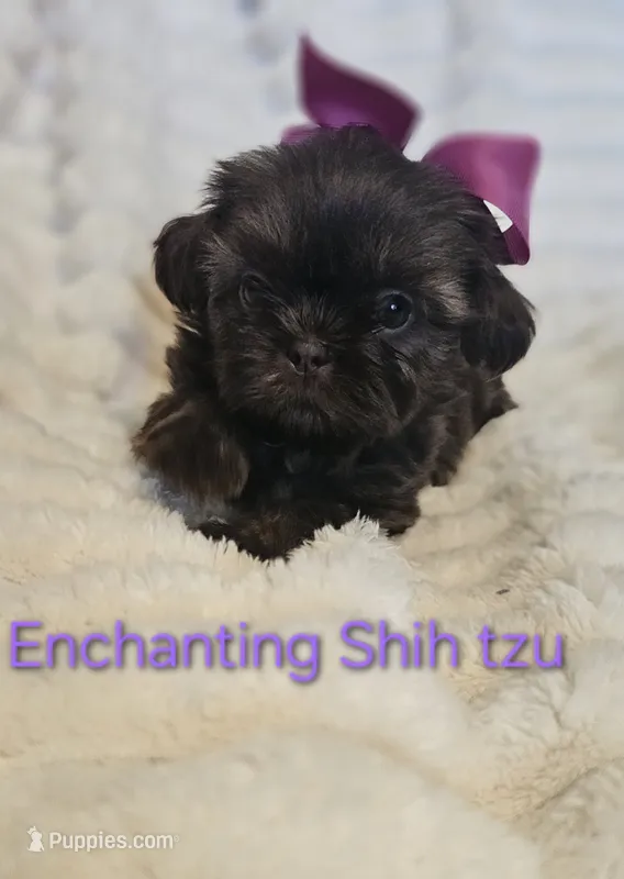 AKC girl 2 – Shih Tzu puppy for sale in Dexter, KY