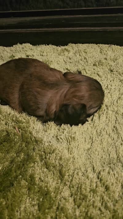 AKC Wookie , a male Shih Tzu for sale in Dexter, KY – 10 of 10