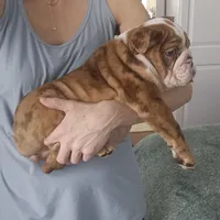 processed/5cedcdd4-dba7-41b9-8073-f7d5a32e3c13/listing/70ea74e6-2845-41f6-b653-9d64543e209f/69379c08-5759-4a67-ba47-eaf3a00a7184