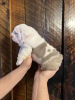 processed/5cee1baf-a1c4-4665-bf3b-b4f2dfb6d88e/listing/0662832f-449f-476f-8996-95a95d17774c/5be17273-9099-4d0a-9d4a-11e385132a36