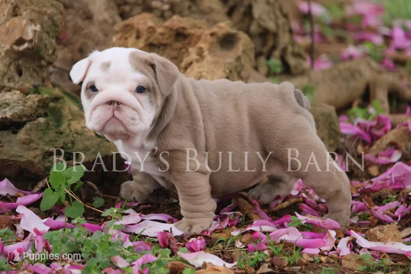 Roxy – English Bulldog puppy for sale in Nashville, TN