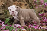 Roxy, a female English Bulldog for sale in Nashville, TN – Photo 1 of 2