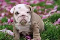 Roxy, a female English Bulldog for sale in Nashville, TN – Photo 2 of 2