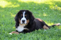 Rose, a female Bernese Mountain Dog for sale in Nashville, TN – Photo 2 of 3