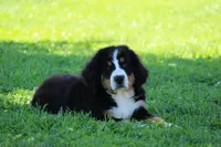 Rose, a female Bernese Mountain Dog for sale in Nashville, TN – Photo 3 of 3