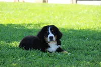 Rose, a female Bernese Mountain Dog for sale in Nashville, TN – Photo 1 of 3
