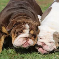 Biggie, a female English Bulldog for sale in Nashville, TN – Photo 3 of 5