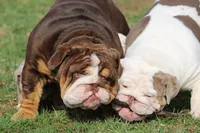 Biggie, a female English Bulldog for sale in Nashville, TN – Photo 3 of 5