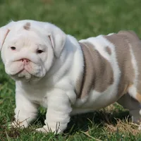 Biggie, a female English Bulldog for sale in Nashville, TN – Photo 5 of 5