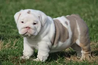 Biggie, a female English Bulldog for sale in Nashville, TN – Photo 5 of 5