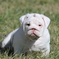 Biggie, a female English Bulldog for sale in Nashville, TN – Photo 4 of 5