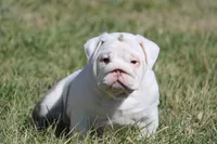 Biggie, a female English Bulldog for sale in Nashville, TN – Photo 4 of 5