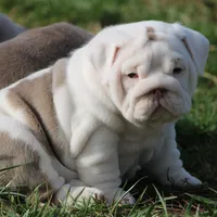 Biggie, a female English Bulldog for sale in Nashville, TN – Photo 1 of 5