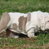 Biggie, a female English Bulldog for sale in Nashville, TN – Photo 2 of 5