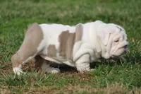 Biggie, a female English Bulldog for sale in Nashville, TN – Photo 2 of 5