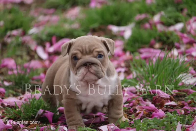 Daisy  – English Bulldog puppy for sale in Nashville, TN